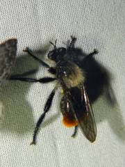 Laphria janus