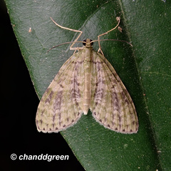 Sauris purpurotincta