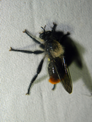 Laphria janus