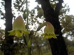 Prochnyanthes mexicana