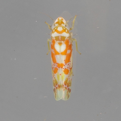 Dikrella maculata
