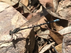 Argia tonto