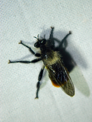 Laphria janus