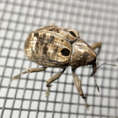 Perissops ocellatus