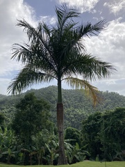 Roystonea borinquena