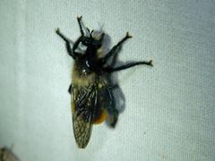 Laphria janus