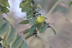 Zosterops senegalensis