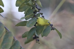 Zosterops senegalensis