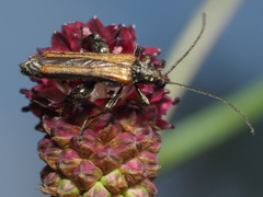 Oedemera femorata