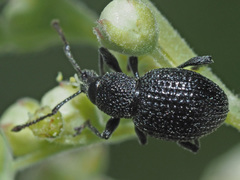 Otiorhynchus pinastri