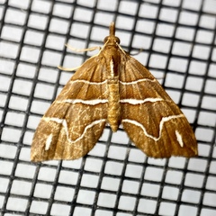 Chaetolopha leucophragma