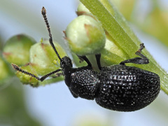 Otiorhynchus pinastri