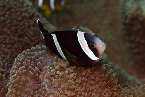 Threeband anemonefish (Amphiprion tricinctus) — Pomacentridae — 5