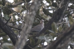 Streptopelia vinacea