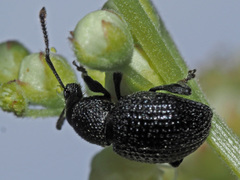 Otiorhynchus pinastri