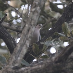 Streptopelia vinacea