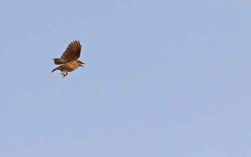Indochinese Bush Lark (Plocealauda erythrocephala), photo 10