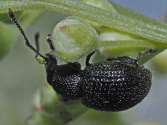 Otiorhynchus pinastri