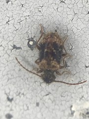 Ptinus texanus