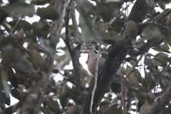 Streptopelia vinacea