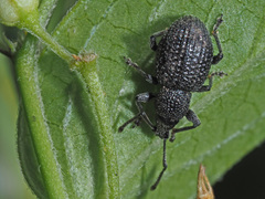 Otiorhynchus pinastri