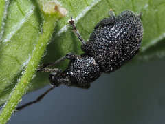 Otiorhynchus pinastri