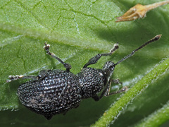 Otiorhynchus pinastri