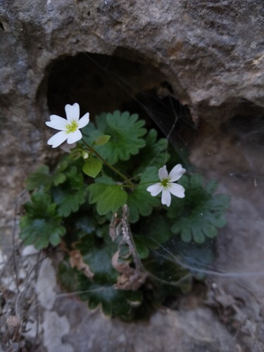 Saxifraga berica