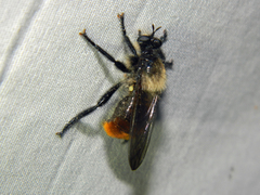 Laphria janus