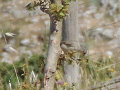 Curruca communis