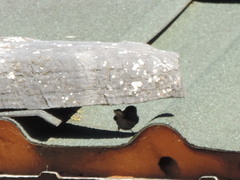 Curruca communis