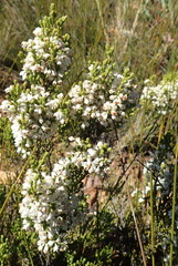 Erica pseudocalycina