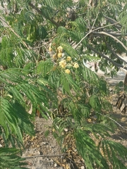 Fabaceae