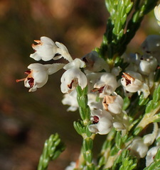 Erica pseudocalycina