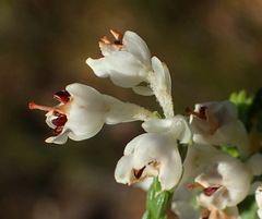 Erica pseudocalycina