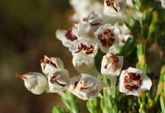 Erica pseudocalycina