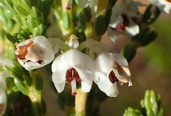 Erica pseudocalycina