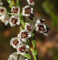 Erica pseudocalycina