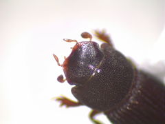 Ataenius gracilis