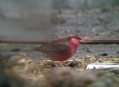 Procarduelis nipalensis