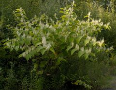 Reynoutria × bohemica