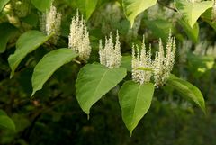 Reynoutria × bohemica