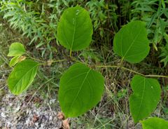 Reynoutria × bohemica