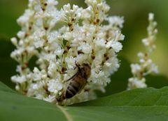 Reynoutria × bohemica