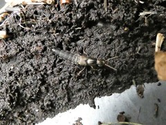 Ocypus aeneocephalus