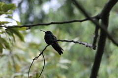 Colibri