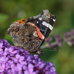 Vanessa atalanta