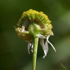 Tripleurospermum inodorum