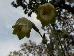 Prochnyanthes mexicana