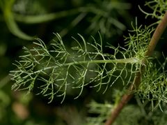 Tripleurospermum inodorum